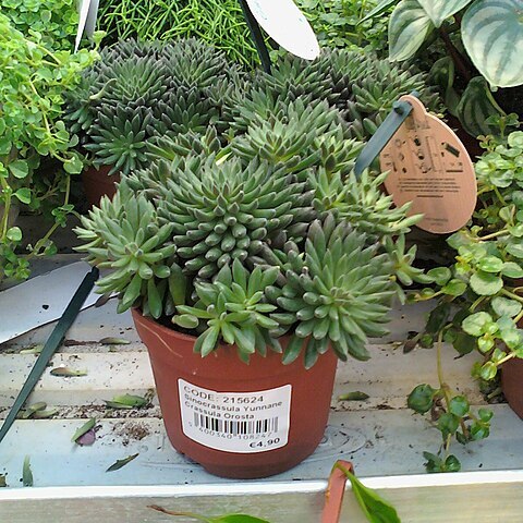 Sinocrassula unspecified picture