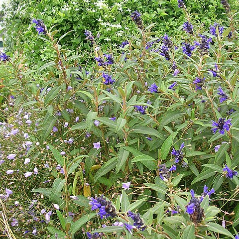 Salvia corrugata unspecified picture