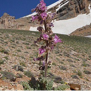 Scrophularia fatmae unspecified picture