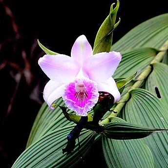 Sobralia pulcherrima unspecified picture