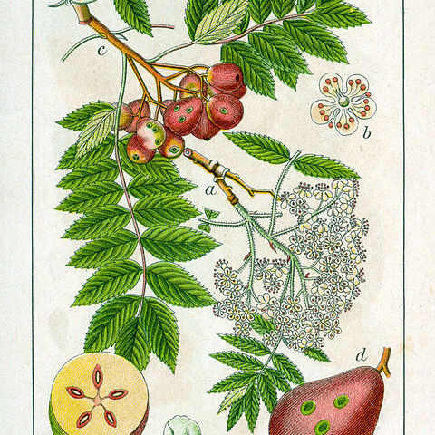 Sorbus domestica unspecified picture