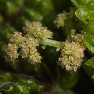 Pilea mollis unspecified picture