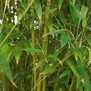 Phyllostachys dulcis unspecified picture