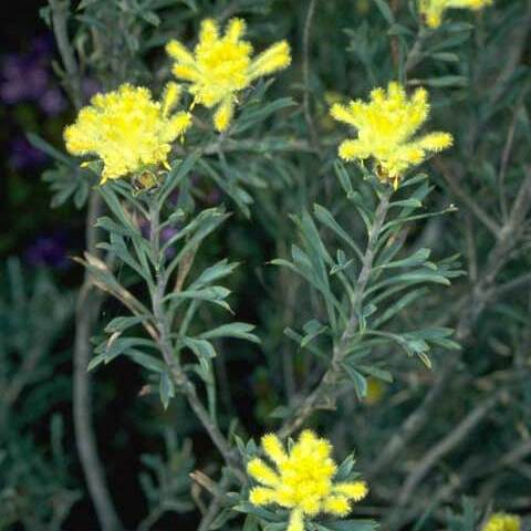 Petrophile plumosa unspecified picture