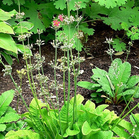 Primula mollis unspecified picture