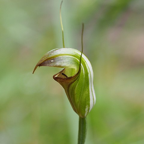 Pterostylis torquata unspecified picture