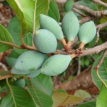 Pouteria ramiflora unspecified picture