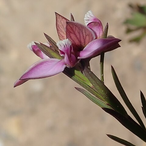 Polygala umbellata unspecified picture