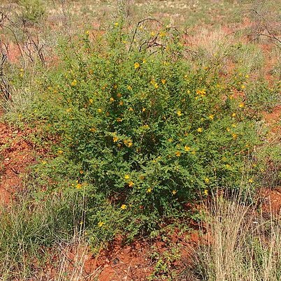 Petalostylis unspecified picture