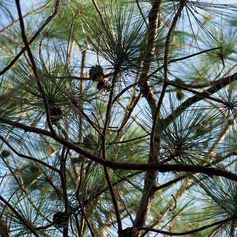 Pinus yunnanensis unspecified picture