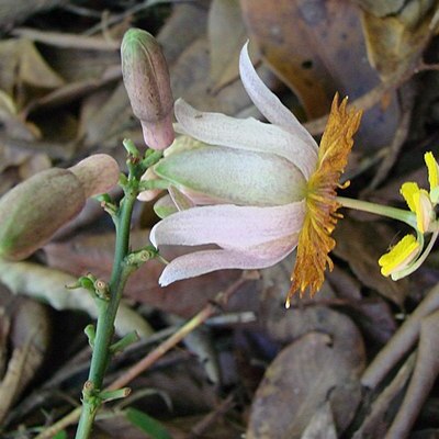 Passiflora cerradensis unspecified picture