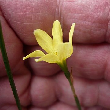 Narcissus x perezlarae unspecified picture