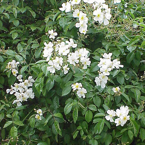 Rosa longicuspis unspecified picture