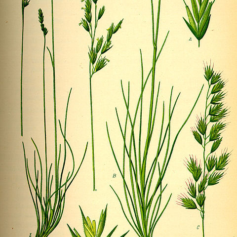 Festuca unspecified picture