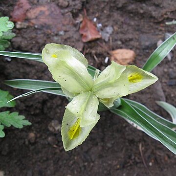 Iris pseudocaucasica unspecified picture