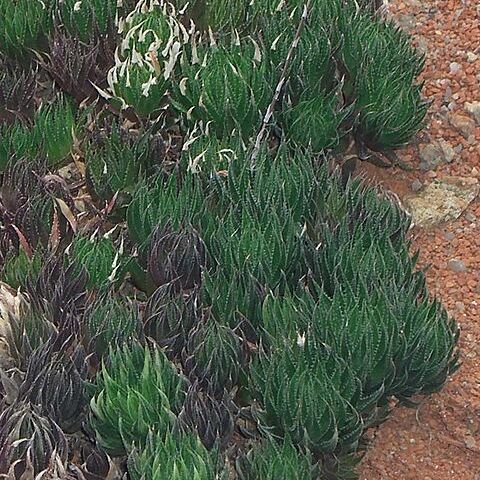 Haworthia marumiana unspecified picture