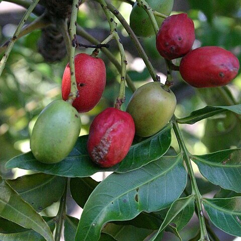 Harpephyllum unspecified picture