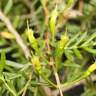 Homoranthus floydii unspecified picture