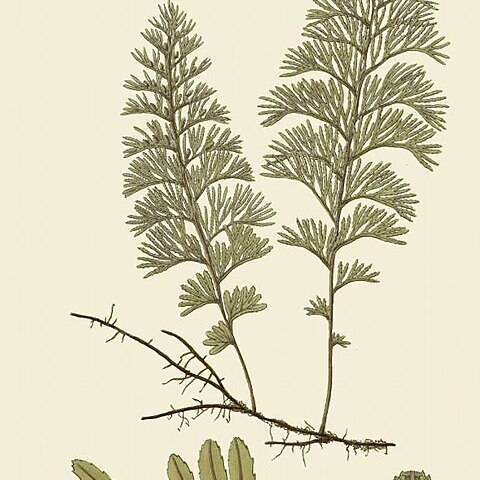 Hymenophyllum secundum unspecified picture