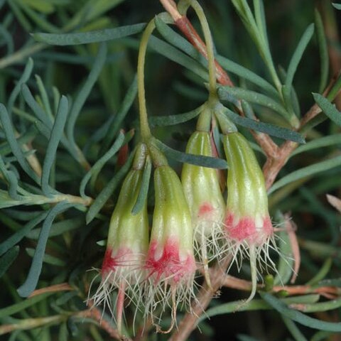 Homoranthus cernuus unspecified picture