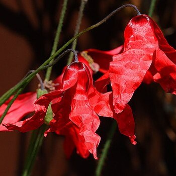 Meconopsis punicea unspecified picture