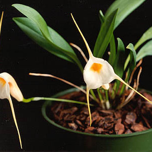 Masdevallia constricta unspecified picture