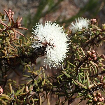 Melaleuca torquata unspecified picture