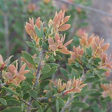 Melaleuca deanei unspecified picture