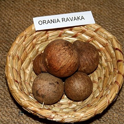 Orania ravaka unspecified picture