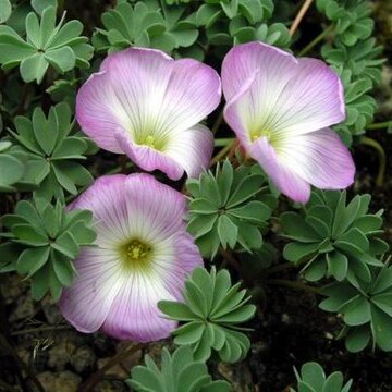 Oxalis adenophylla unspecified picture