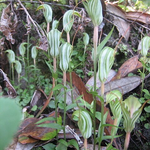 Pterostylis alobula unspecified picture