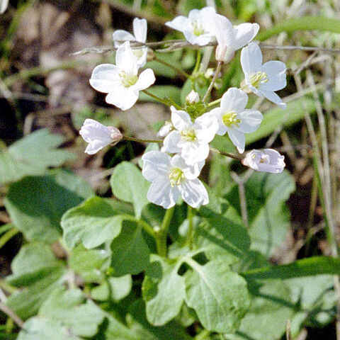 Cardamine californica unspecified picture