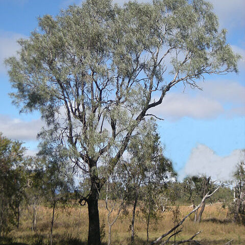 Grevillea striata unspecified picture