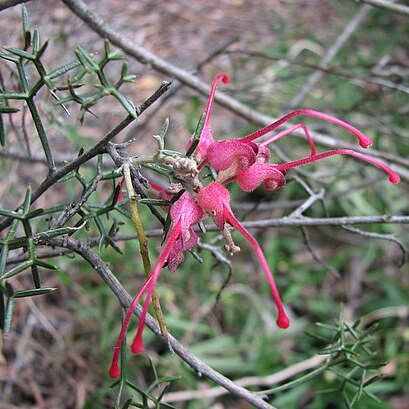 Grevillea asparagoides unspecified picture