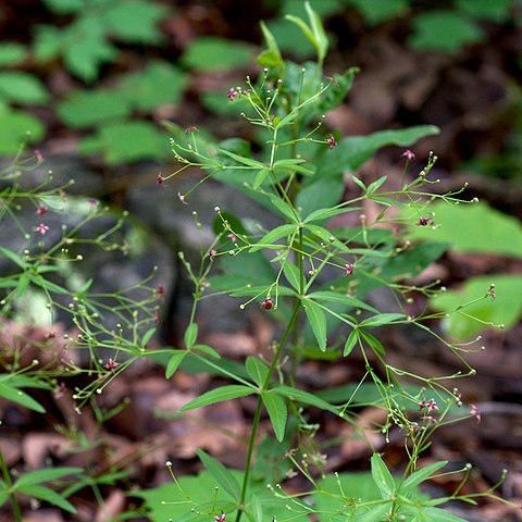 Galium arkansanum unspecified picture