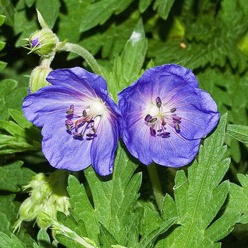 Geranium gymnocaulon unspecified picture