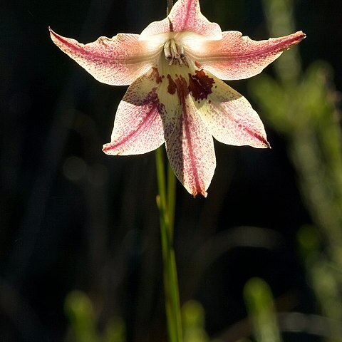 Gladiolus maculatus unspecified picture