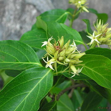 Aganosma cymosa unspecified picture