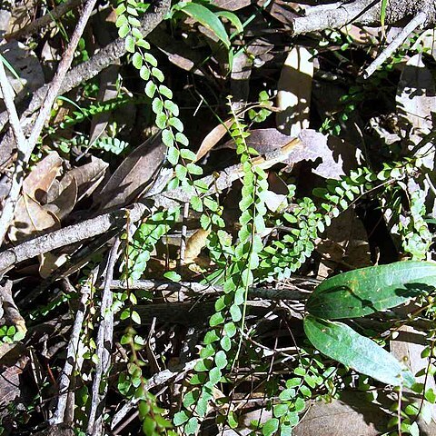 Lindsaea linearis unspecified picture