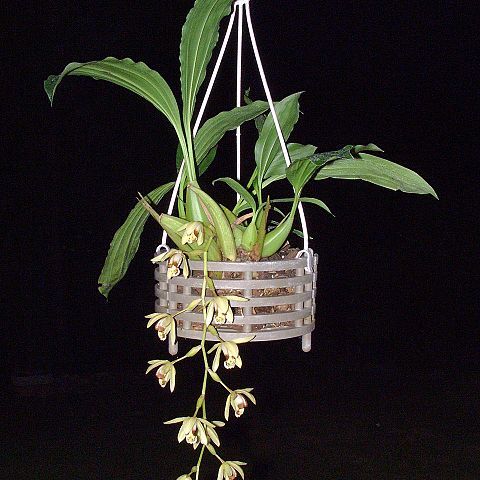 Coelogyne tomentosa unspecified picture