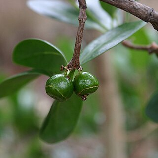 Canthium suberosum unspecified picture