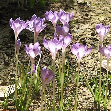 Crocus goulimyi unspecified picture