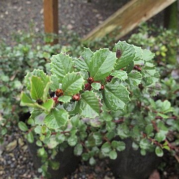 Ceanothus gloriosus unspecified picture