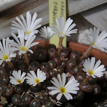 Conophytum pellucidum unspecified picture