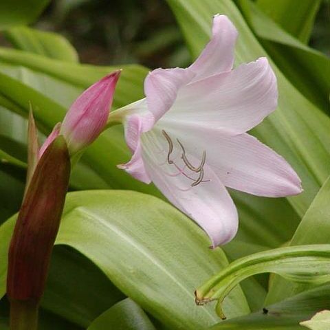 Crinum unspecified picture