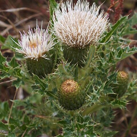 Cirsium quercetorum unspecified picture