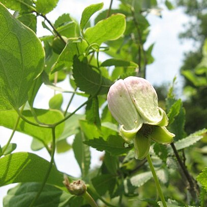 Clematis versicolor unspecified picture