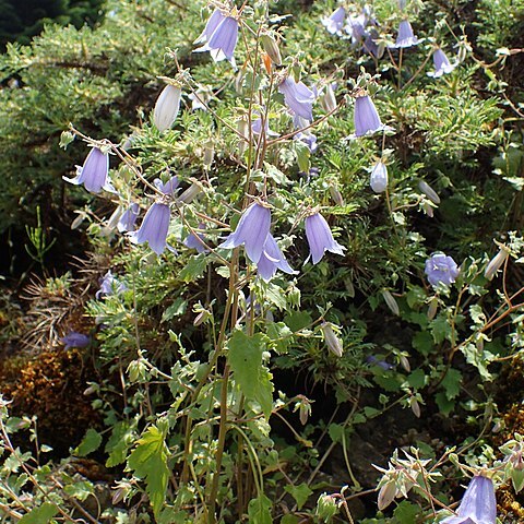 Campanula armena unspecified picture