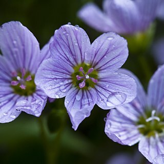 Claytonia sarmentosa unspecified picture