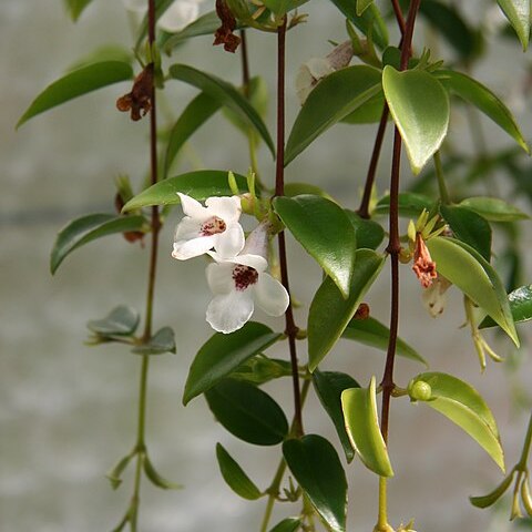 Codonanthe gracilis unspecified picture